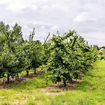 Im Obstgarten Daire *